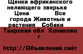 Щенки африканского нелающего зверька  › Цена ­ 35 000 - Все города Животные и растения » Собаки   . Тверская обл.,Конаково г.